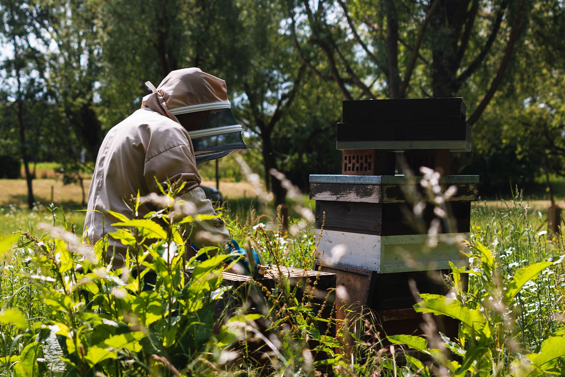 Beehives at the McLaren Technology Centre