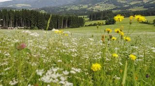 Styrian Grand Prix-Red Bull Ring